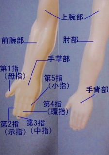 介護塾 身体編 身体の名称 上肢